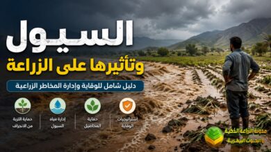 السيول وتأثيرها على الزراعة: دليل شامل للوقاية وإدارة المخاطر الزراعية