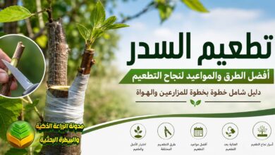 تطعيم السدر خطوة بخطوة: أفضل الطرق والمواعيد لنجاح إكثار أشجار السدر وتحسين إنتاجها