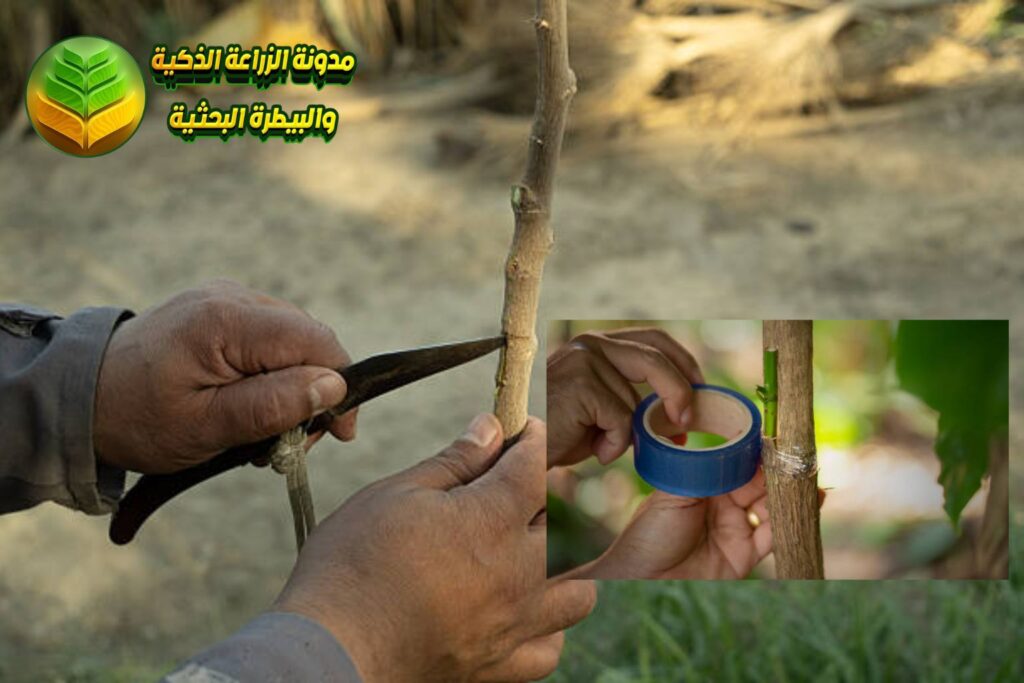 التطعيم بالبرعم أو العين