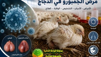 الجمبورو في الدجاج: دليل شامل للأعراض والتشخيص والوقاية والسيطرة على المرض