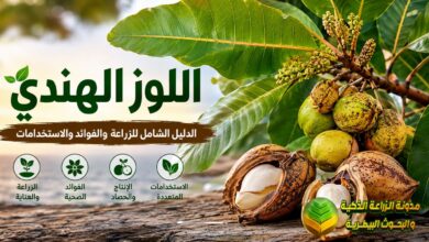 اللوز الهندي (Terminalia catappa): دليلك الشامل للزراعة والعناية والفوائد والاستخدام