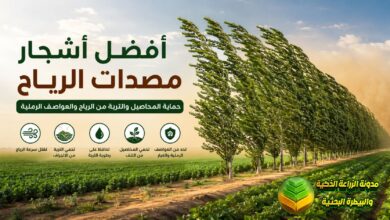 مصدات الرياح: أفضل 15 شجرة لحماية المحاصيل والتربة من الرياح والعواصف الرملية