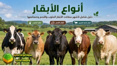 أنواع الأبقار: دليل شامل لأشهر سلالات الأبقار الحلوب واللحم وخصائصها