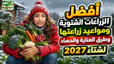 أفضل الزراعات الشتوية ومواعيد زراعتها وطرق العناية والحصاد لشتاء 2027