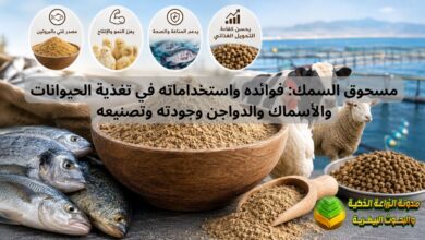 مسحوق السمك: فوائده واستخداماته في تغذية الحيوانات والأسماك والدواجن وجودته وتصنيعه
