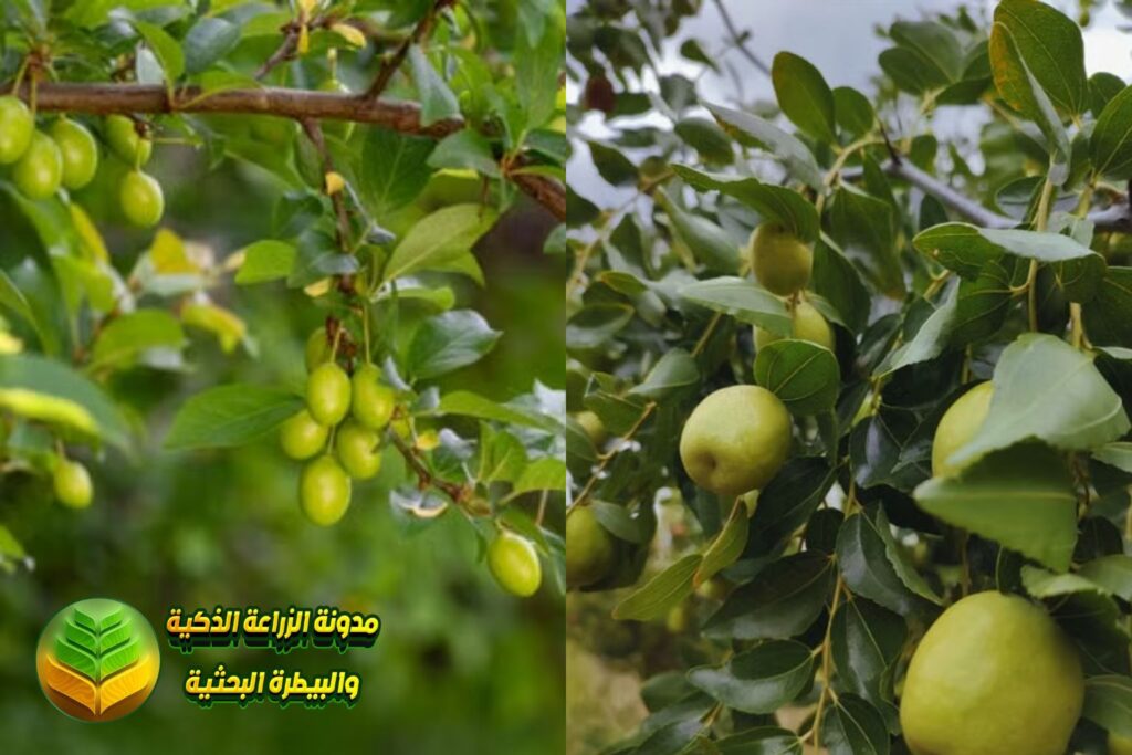 شجرة السدر بعد التطعيم