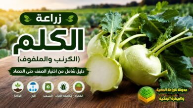 زراعة الكلم (الكرنب او الملفوف): دليل شامل من اختيار الصنف حتى الحصاد