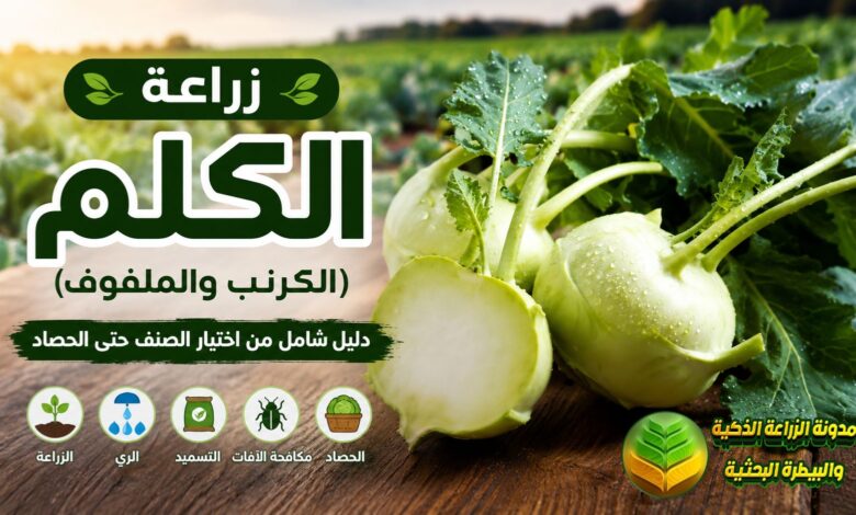زراعة الكلم (الكرنب او الملفوف): دليل شامل من اختيار الصنف حتى الحصاد