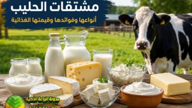 مشتقات الحليب: أنواعها وفوائدها وقيمتها الغذائية وطرق تصنيعها