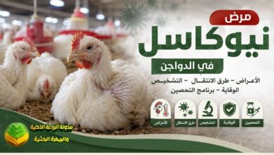 مرض نيوكاسل في الدواجن: الأعراض وطرق الانتقال والتشخيص والوقاية وبرنامج التحصين
