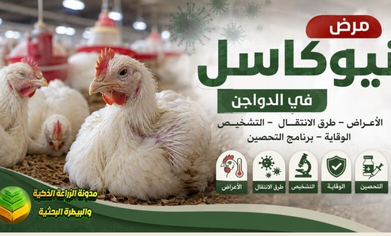 مرض نيوكاسل في الدواجن: الأعراض وطرق الانتقال والتشخيص والوقاية وبرنامج التحصين