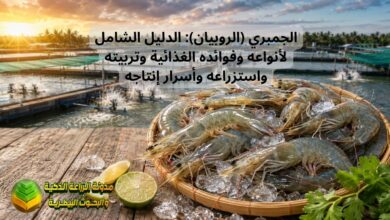 الجمبري (الروبيان): الدليل الشامل لأنواعه وفوائده الغذائية وتربيته واستزراعه وأسرار إنتاجه
