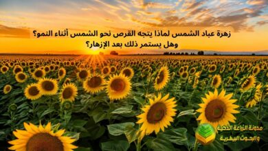 زهرة عباد الشمس لماذا يتجه القرص نحو الشمس أثناء النمو؟ وهل يستمر ذلك بعد الإزهار؟