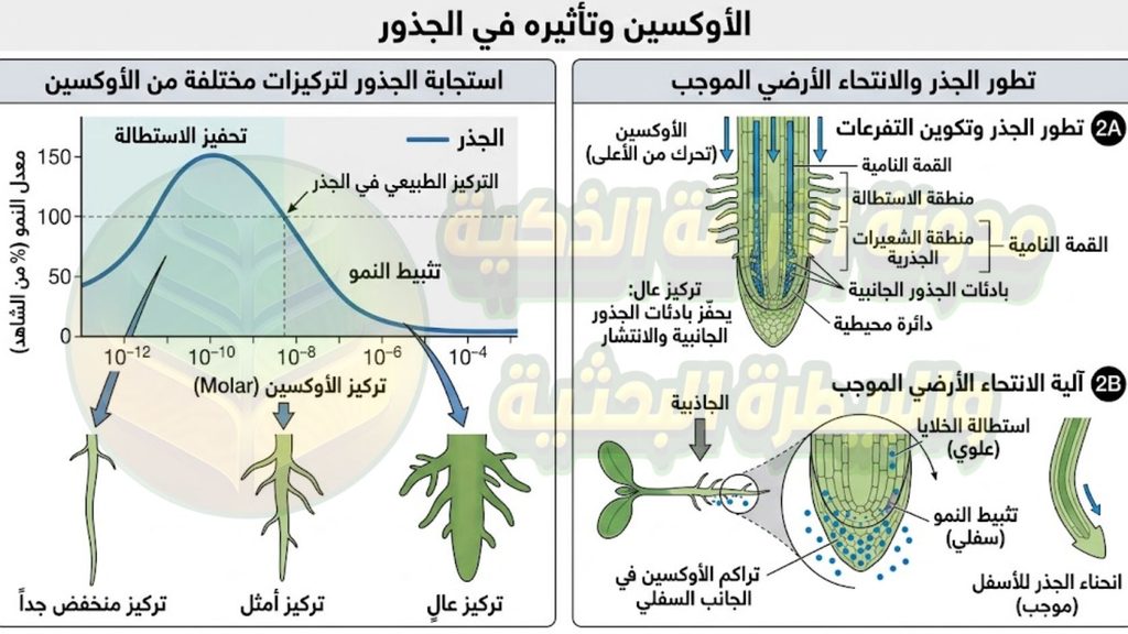 الأوكسين وتأثيره في الجذور