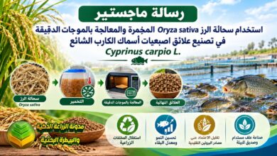 دراسة عن استخدام سحالة الرز المخمرة والمعالجة بالموجات الدقيقة في علائق الكارب الشائع