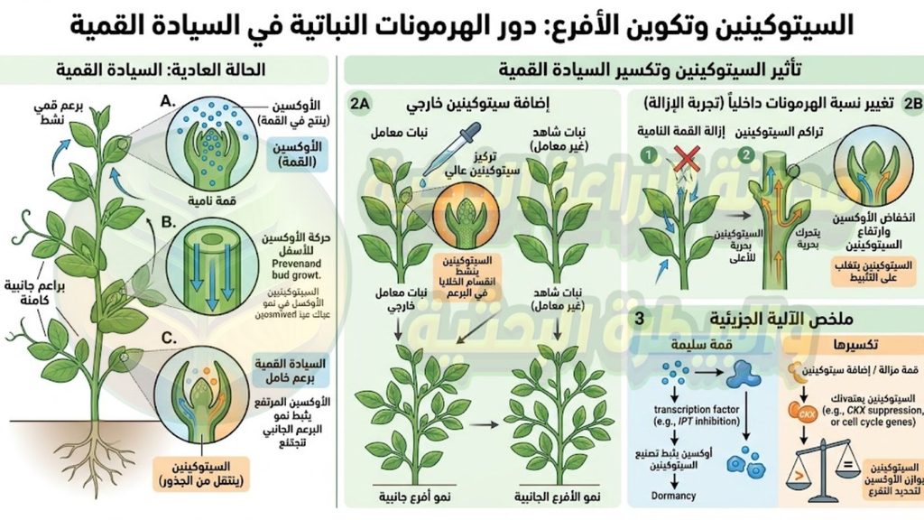 السيتوكينينات (Cytokinins)