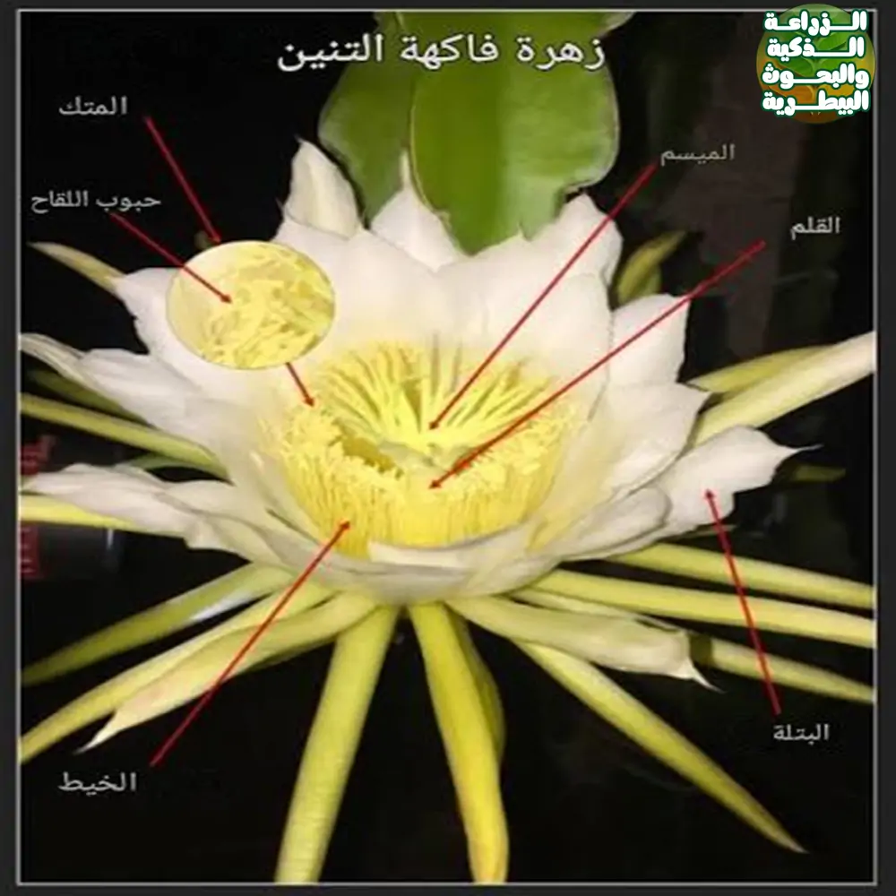 تزهير Dragon fruit وتكوين الثمار