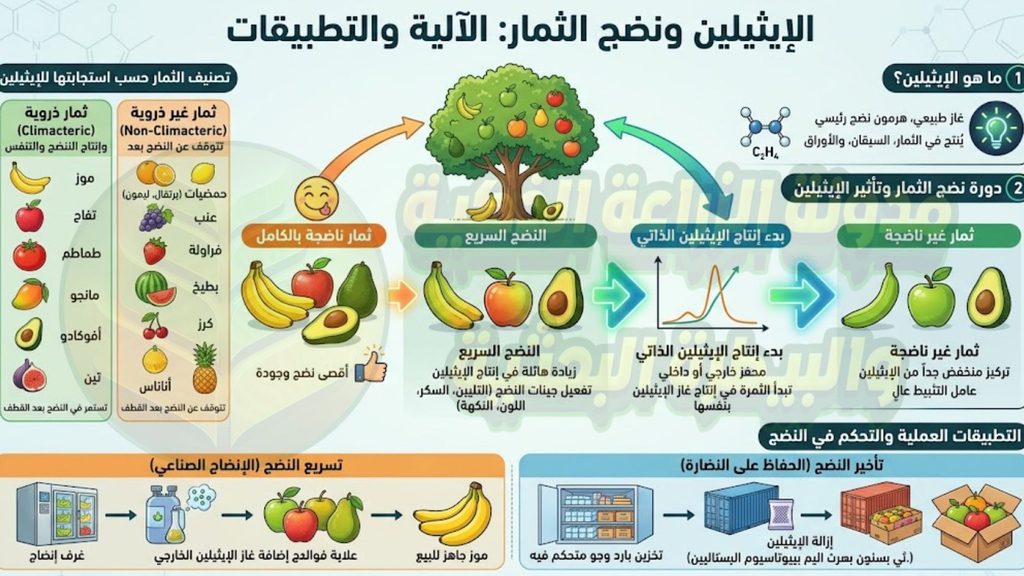 الإيثيلين