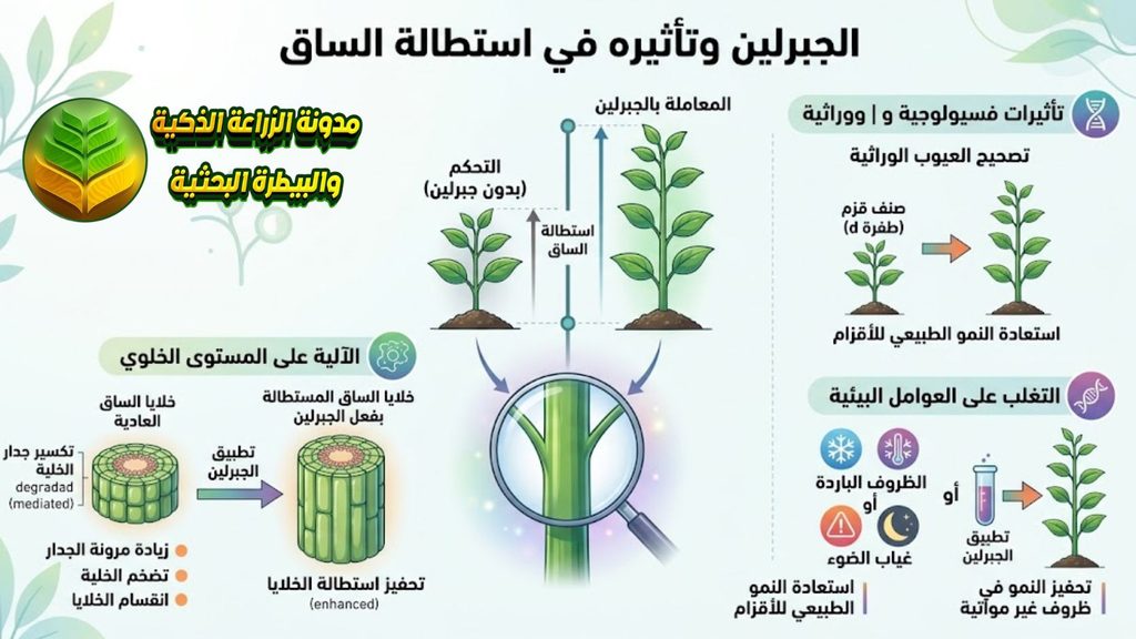 الجبرلين وتأثيره في استطالة الساق