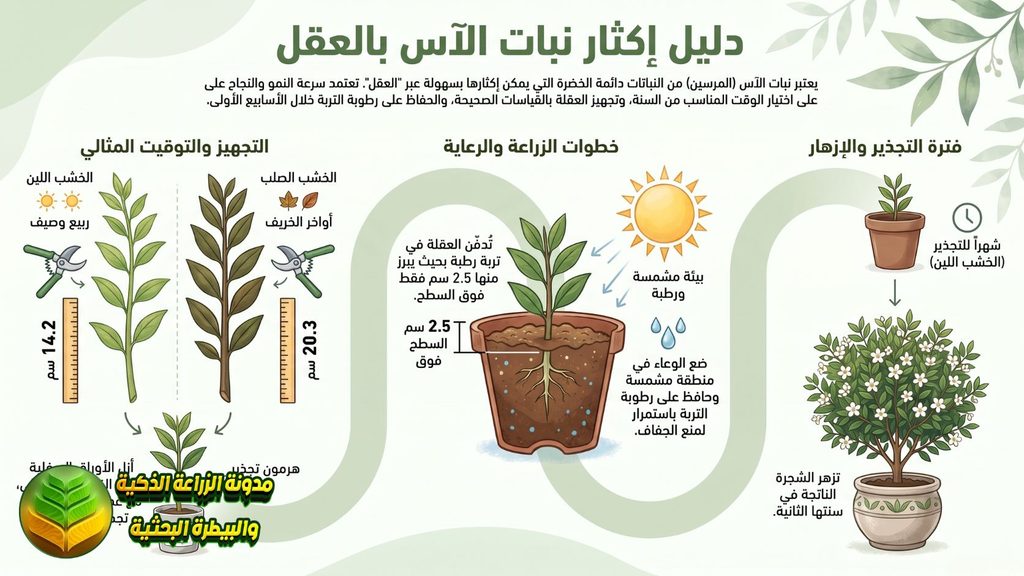 إكثار نبات الآس