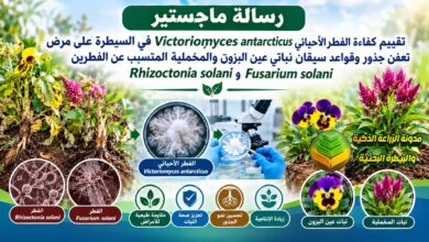 كفاءة الفطر الأحيائي Victoriomyces antarcticus في مكافحة تعفن جذور نباتات الزينة