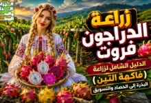 زراعة الدراجون فروت، الدليل الشامل لزراعة (فاكهة التين) البذرة إلى الحصاد والتسويق