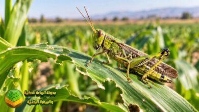 الجنادب في الزراعة: الأنواع والأضرار وطرق المكافحة وحماية المحاصيل من الإصابة