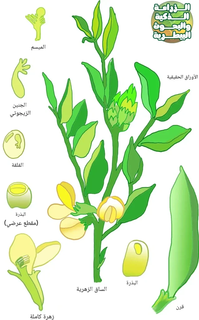 تشريح نبات الفول