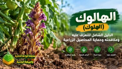 الهالوك (الهلوك): الدليل الشامل للتعرف عليه ومكافحته وحماية المحاصيل الزراعية