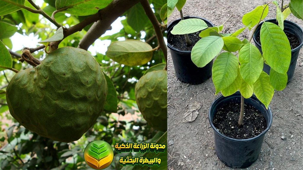 نمو شجرة الشيريمويا
