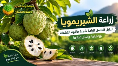 زراعة الشيريمويا: الدليل الشامل لزراعة شجرة فاكهة القشطة ورعايتها وإنتاج ثمارها