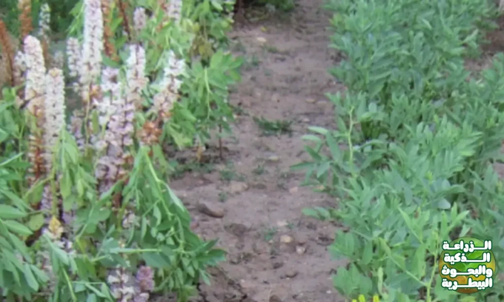 الهالوك (Orobanche crenata)