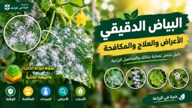 البياض الدقيقي: الأعراض والأسباب وأفضل طرق المكافحة والعلاج والوقاية للنباتات