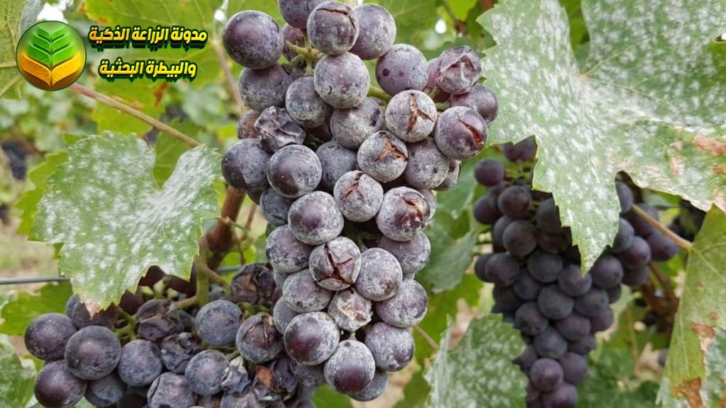 البياض الدقيقي على العنب