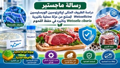 إنتاج بكتريوسين الويسليسين من بكتيريا Weissella cibaria في حفظ اللحوم المفرومة
