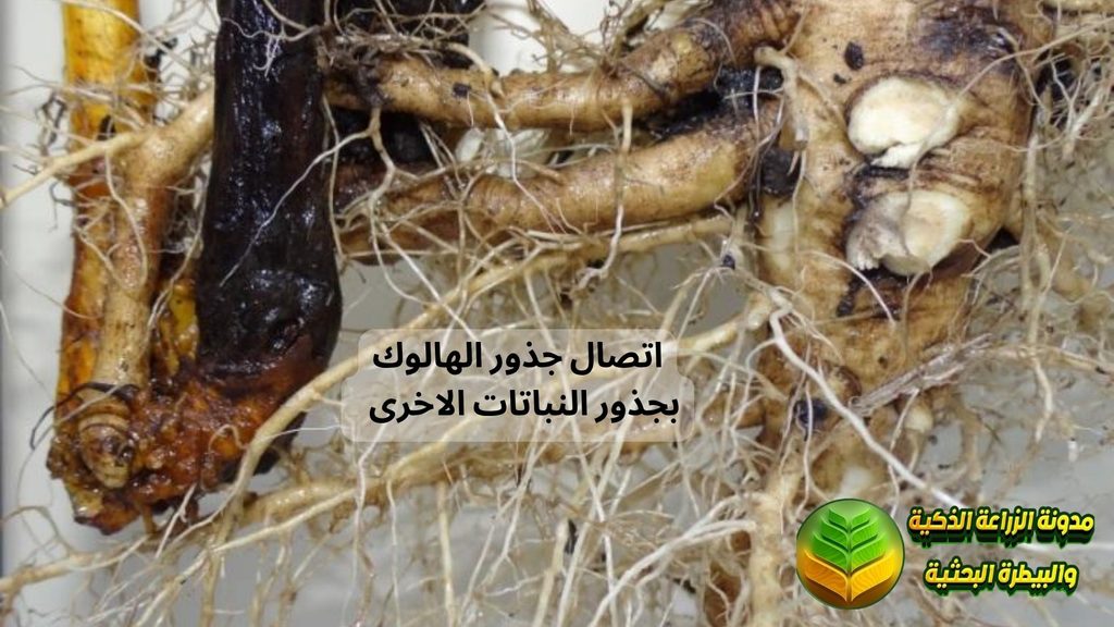 ارتباط جذور الهالوك بجذور النباتات