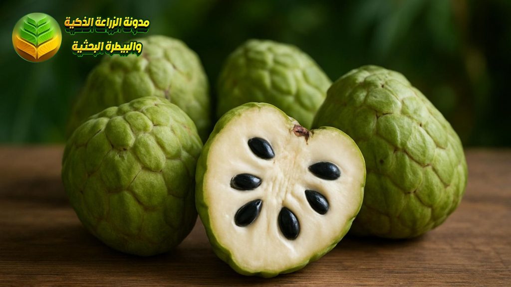 تخزين ثمار الشيريمويا