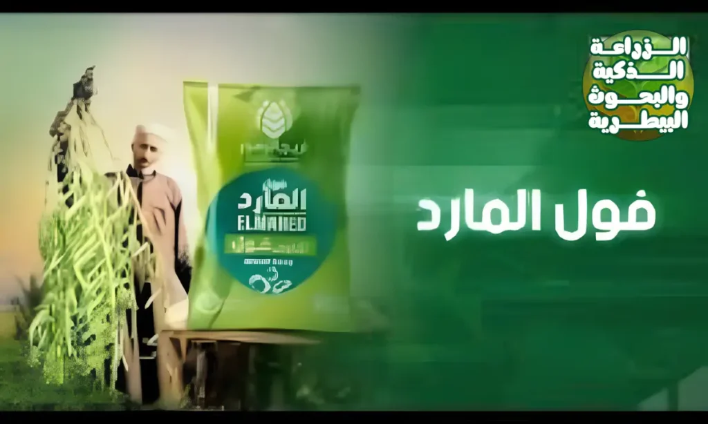صنف الفول المارد: قفزة في الإنتاجية