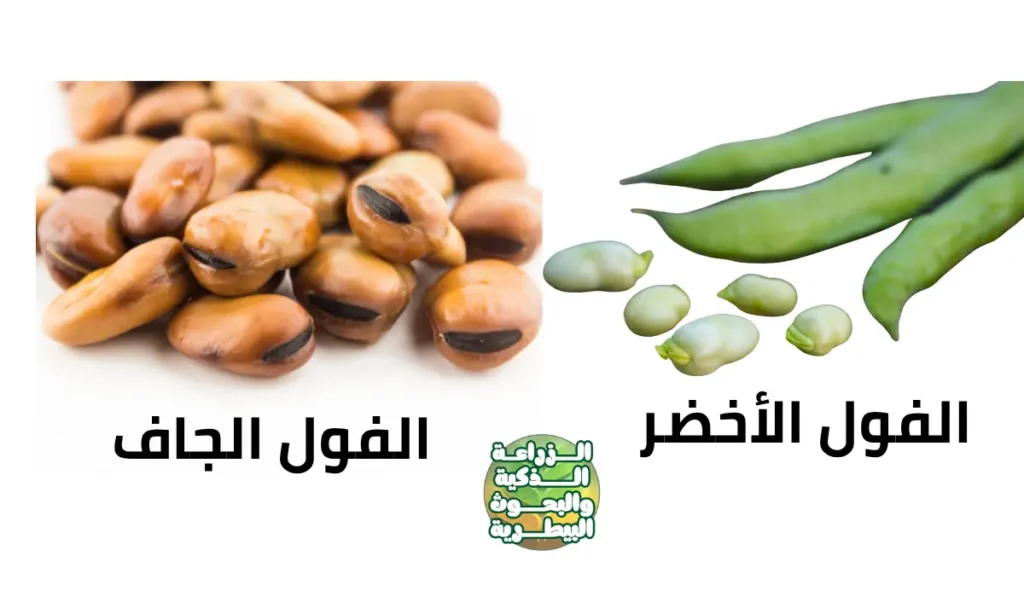 الفرق بين إنتاج الفول الأخضر والفول الجاف