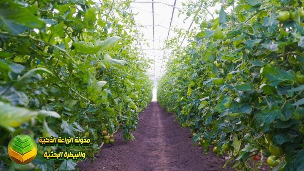 استخدام أوكسي كلور النحاس في الطماطم