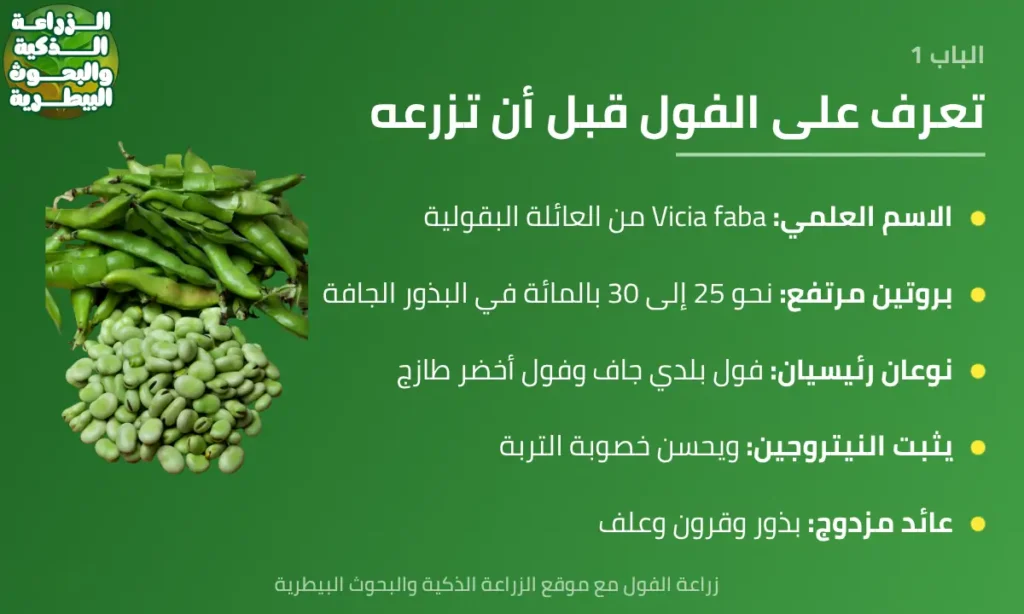 إنفوجرافيك يعرف زراعة الفول وأهم أنواعه وقيمته الغذائية