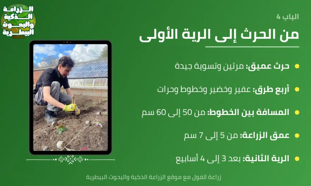 إنفوجرافيك يوضح خطوات زراعة الفول وطرقها ومسافاتها