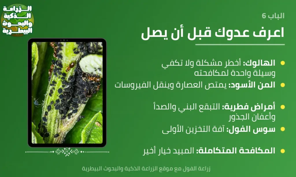 إنفوجرافيك عن آفات وأمراض زراعة الفول وأهمها الهالوك