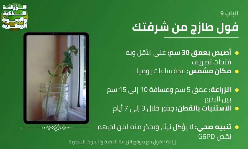 إنفوجرافيك عن الزراعة المنزلية للفول