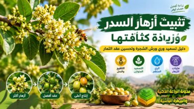تثبيت أزهار السدر وزيادة كثافتها: دليل تسميد وري ورش الشجرة وتحسين عقد الثمار