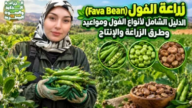 زراعة الفول (Fava Beans): الدليل الشامل لأنواع الفول ومواعيد وطرق الزراعة والإنتاج