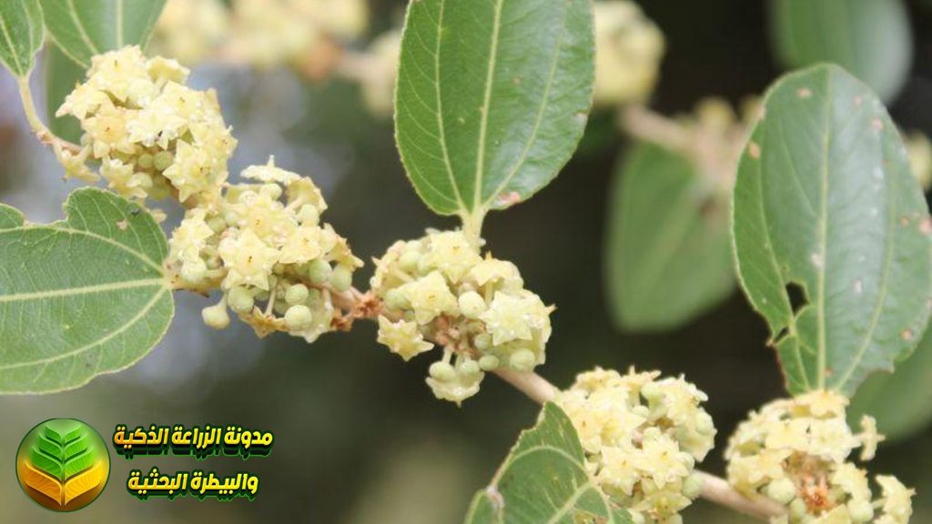 مرحلة ظهور أزهار السدر وتفتحها