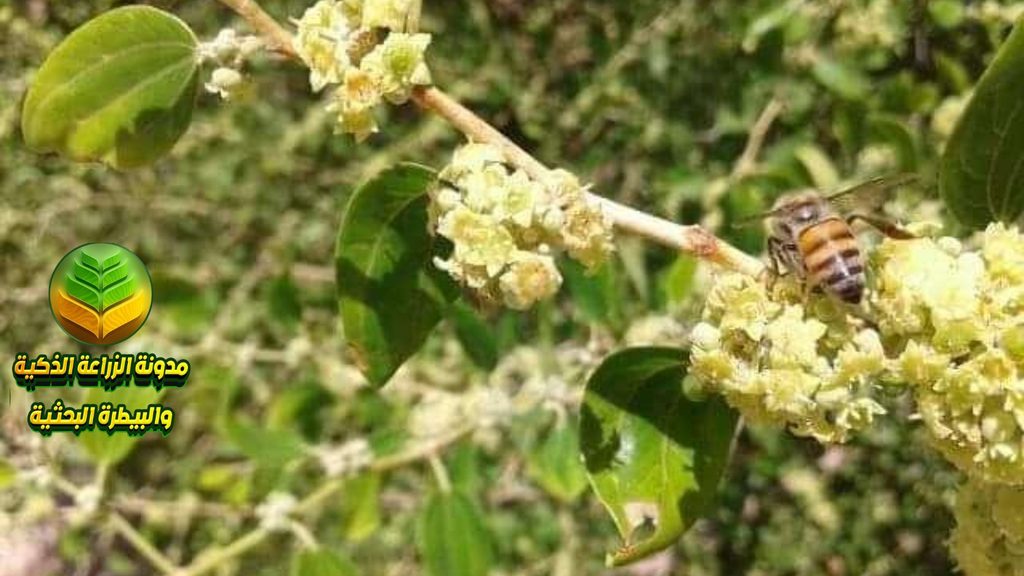 دور التلقيح والنحل في زيادة عقد ثمار السدر