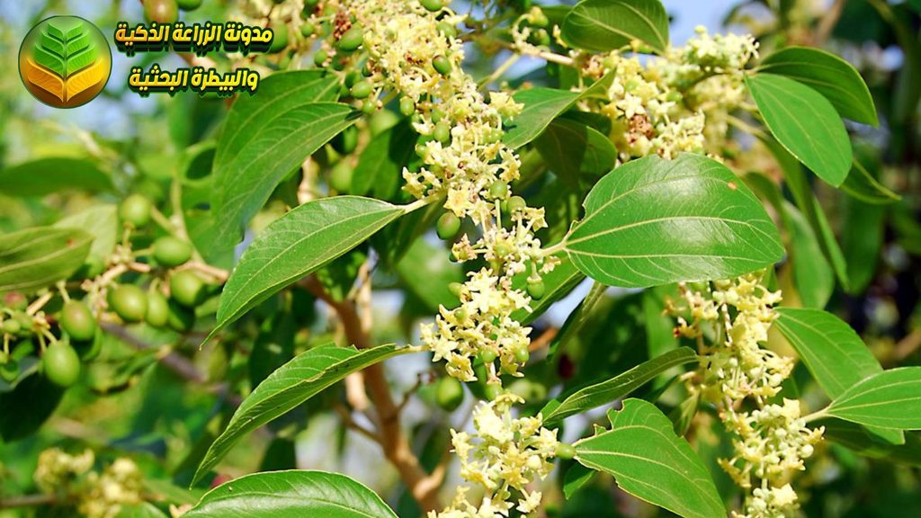 أزهار السدر وزيادة العقد