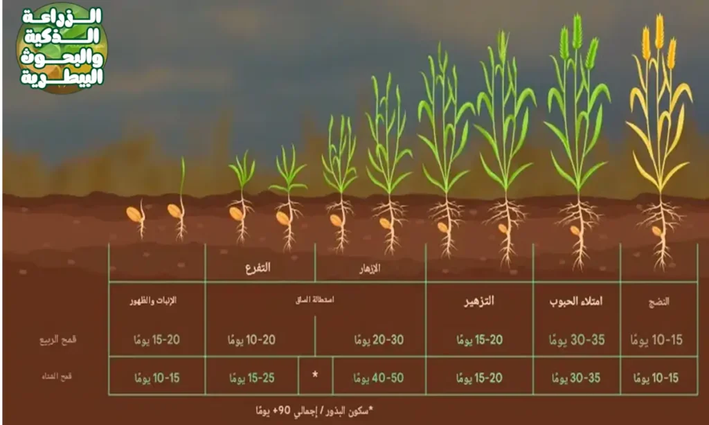 ما الفرق بين زراعة القمح الشتوي وزراعة القمح الربيعي؟